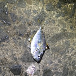 イワシの大群がいるのに釣れない